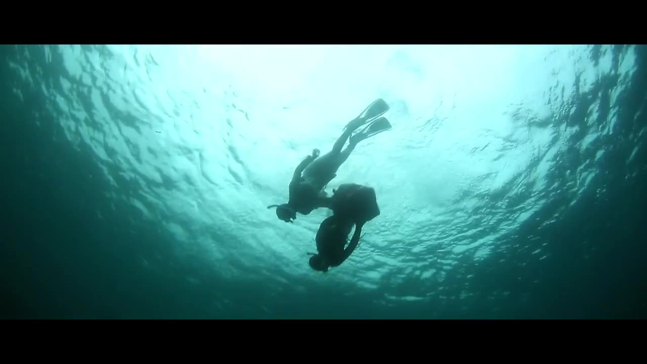 Diving seal, underwater