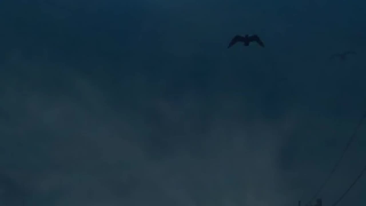 The Mysterious Bird Massacre of Jatinga 🌌🕊️