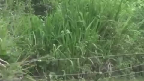 Elephant Masterminds Fence Breach in Pursuit of Sustenance or Safari