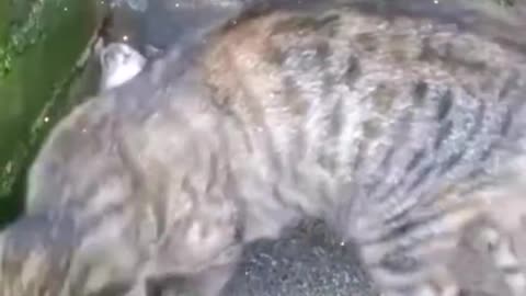 Funny Cats And Dogs Viral Video