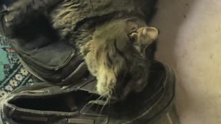 June 4, 2021 - Belle Bells The Cat & My Beat Up Shoes