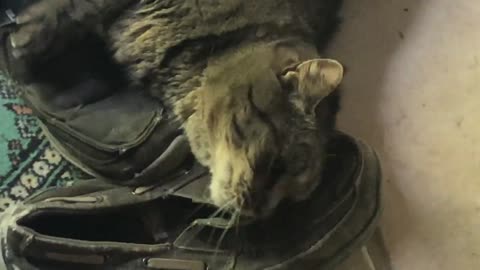 June 4, 2021 - Belle Bells The Cat & My Beat Up Shoes