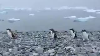 Penguin came right up to photographer