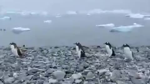 Penguin came right up to photographer
