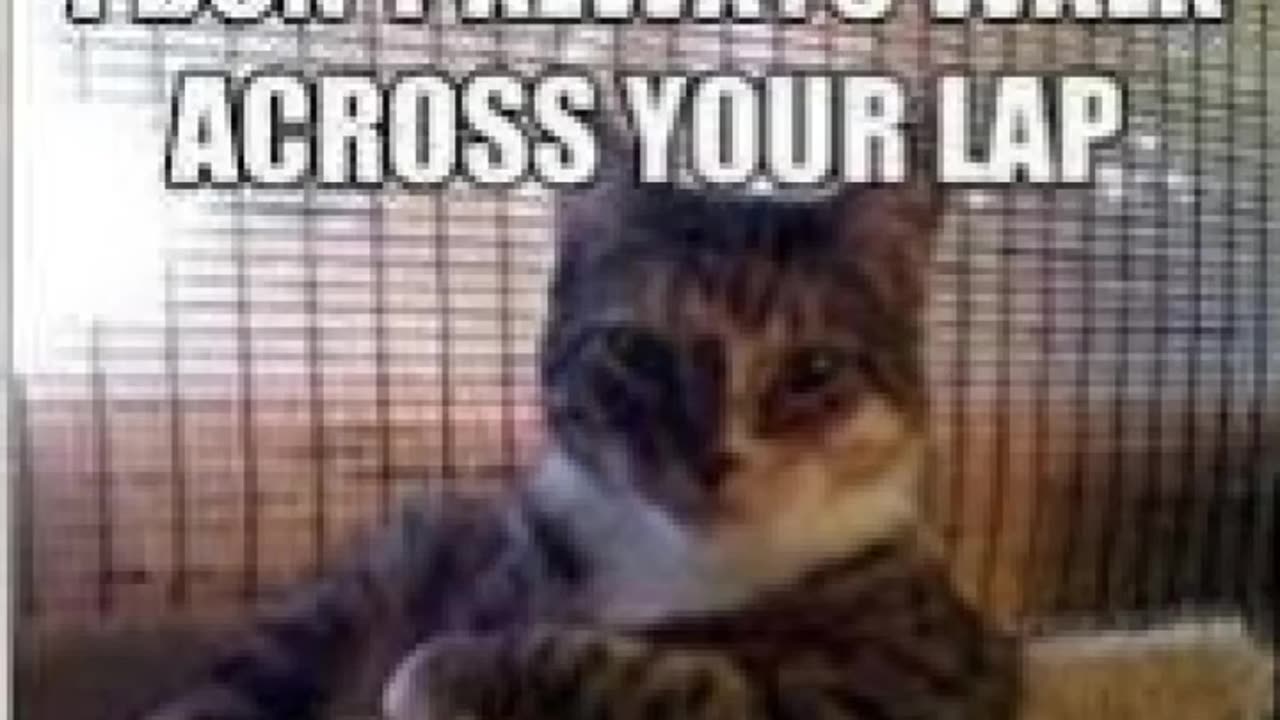 Cat Memes 4 😳