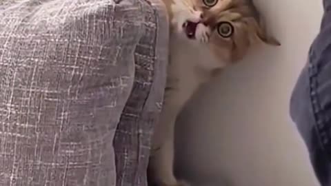 Cats Being Weird Funny Cat Videos 2025