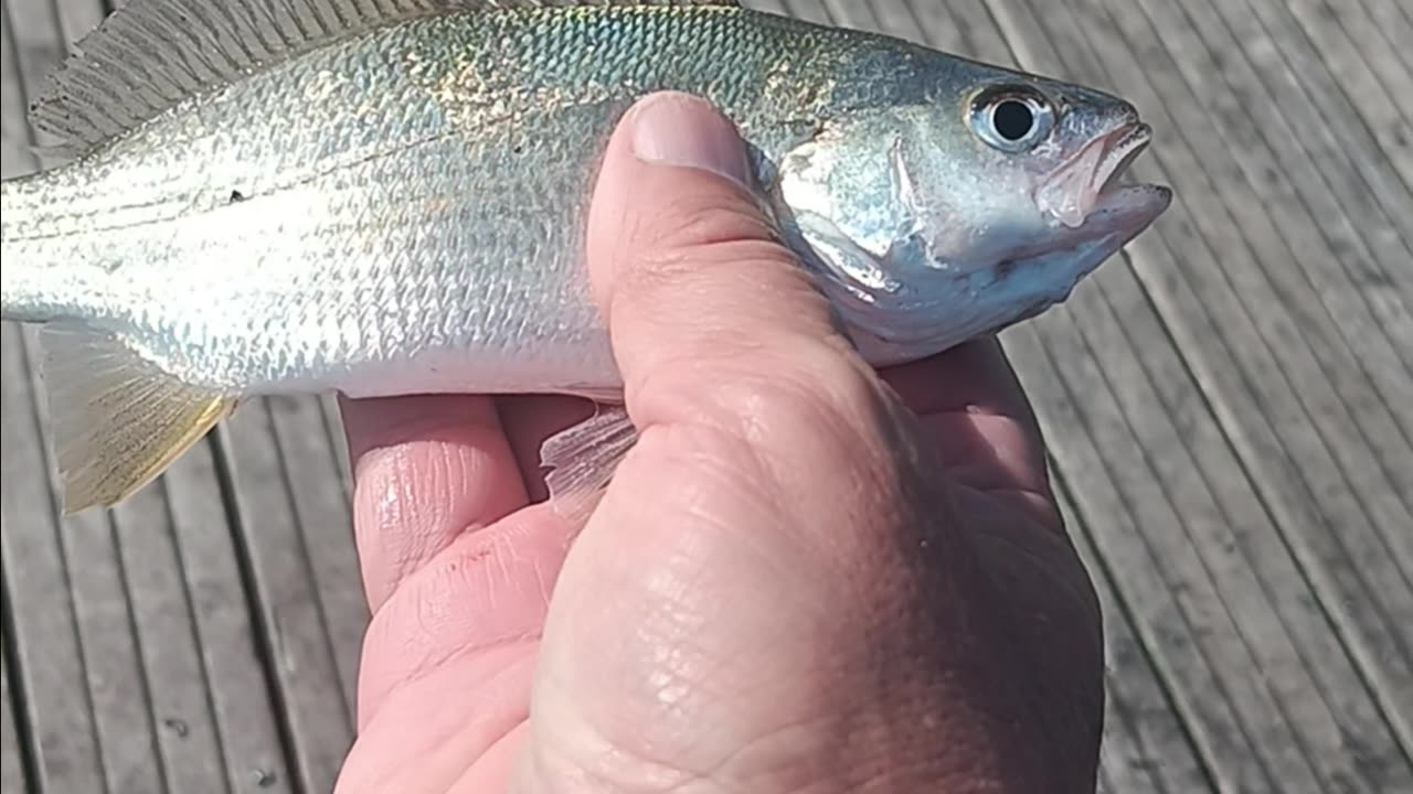 Spot fish