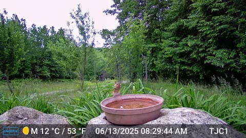 Chipmunk at Birdbath