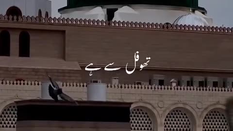Naat