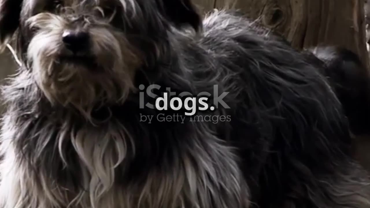 Why Small Dogs Need Training Too!