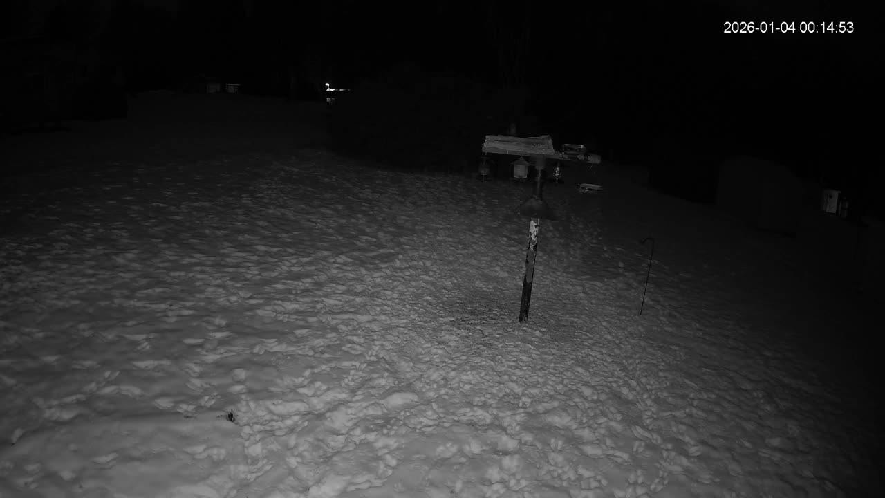 Bird Feeder in Western Maryland USA