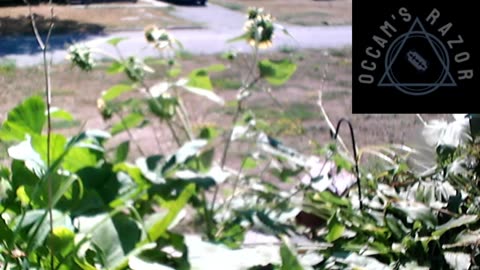 Butch the Sunflower