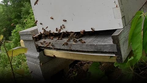 Bee Break #6