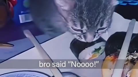 Animals Funny Video