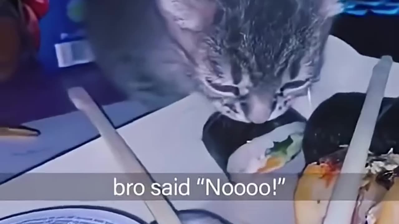 Animals Funny Video