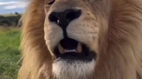 🦁