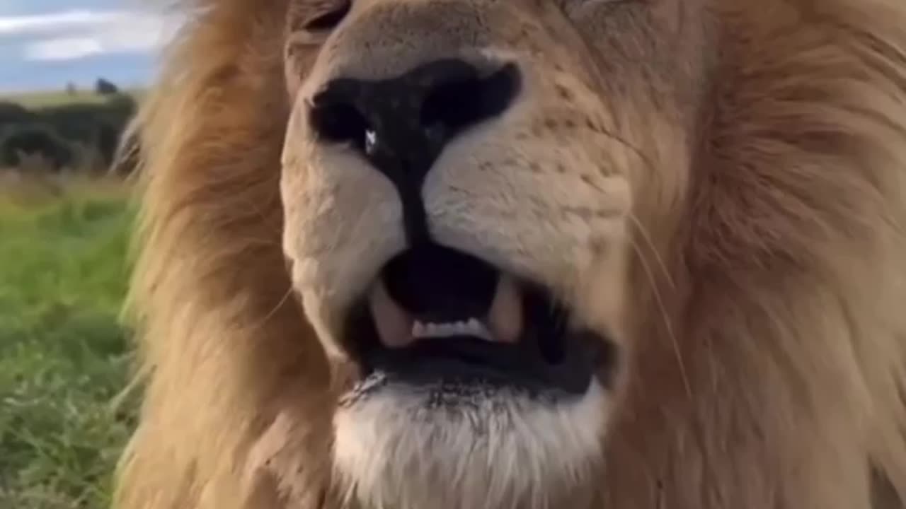 🦁
