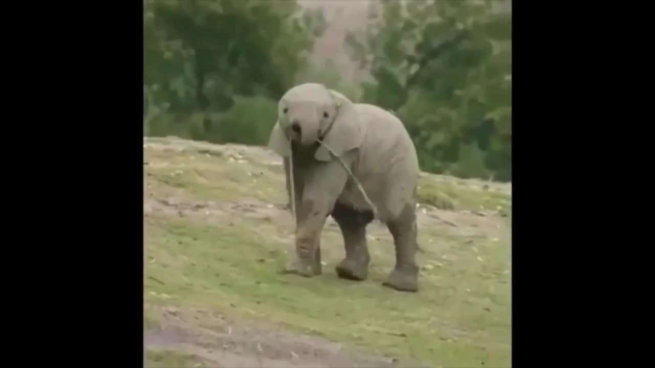 "When Pets Forget They're Pets 😂 | Funniest Animal Moments"