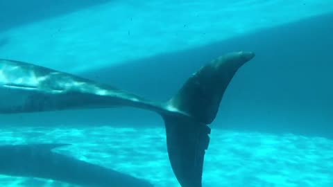 "I've been searching for the dolphins in the sea"