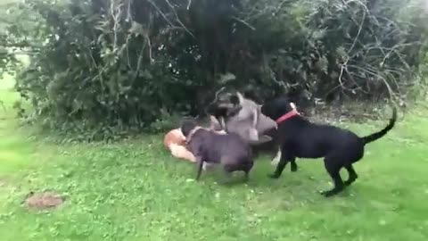 Golden Dogs