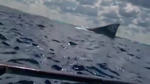 🦈 A UNSEEN SIGHTING: MASSIVE SHARK TRACKED — IS THIS MEGALODON?! 😱🌊