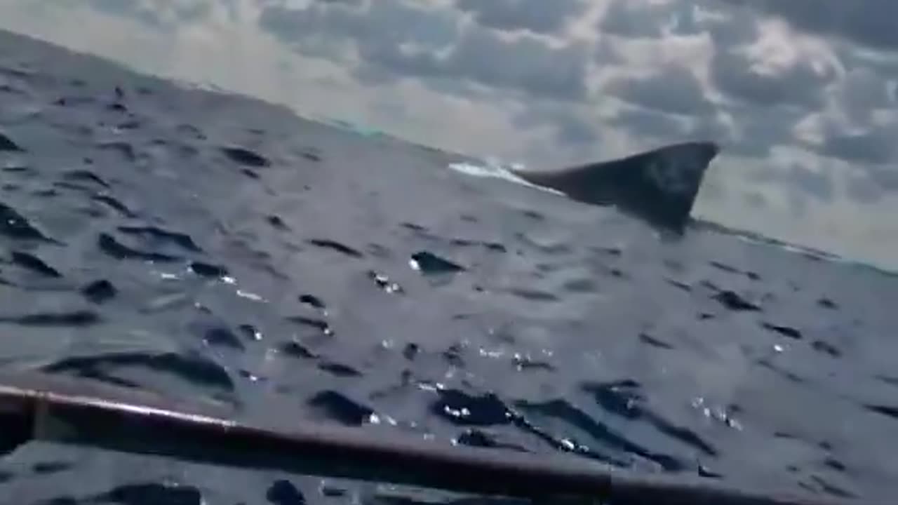 🦈 A UNSEEN SIGHTING: MASSIVE SHARK TRACKED — IS THIS MEGALODON?! 😱🌊
