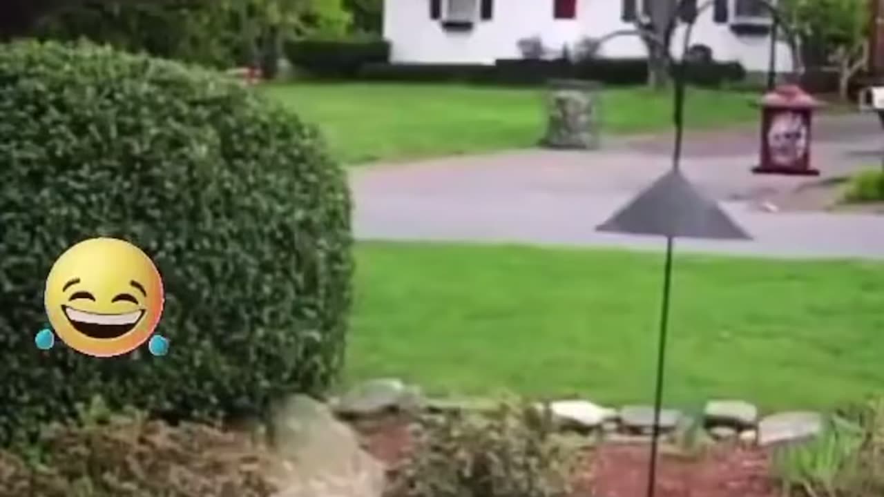 Squirrels are amazing