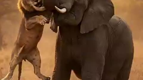 animals