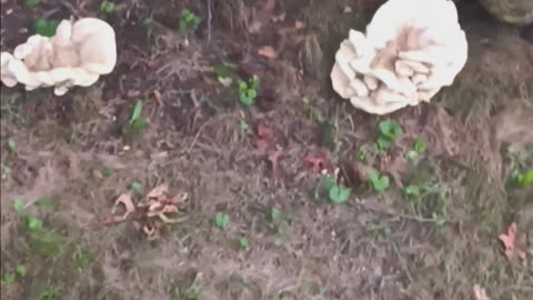 Mushrooms 🍄