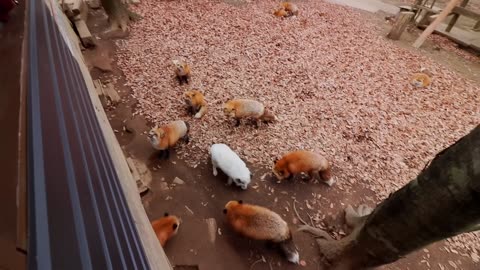 Fox Village in Japan: The Fluffiest Place on Earth! (Miyagi Zao, Shiroishi) キツネ村