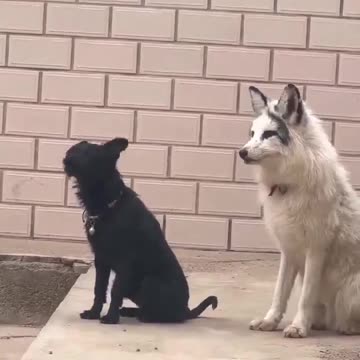 When a fox grows up with a dog.. 😅