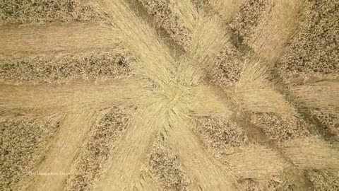 Crop Circle | Kitts Lane, West Meon, Hampshire | 30/07/23