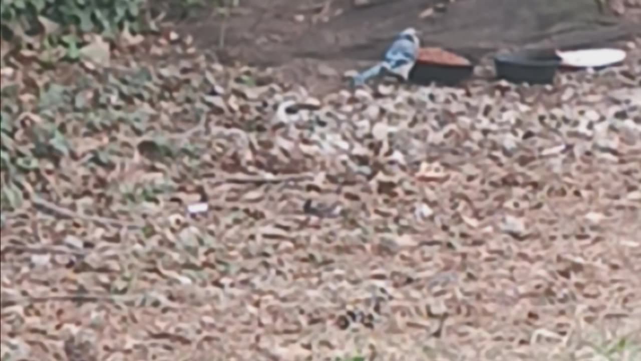 Blue Jay.