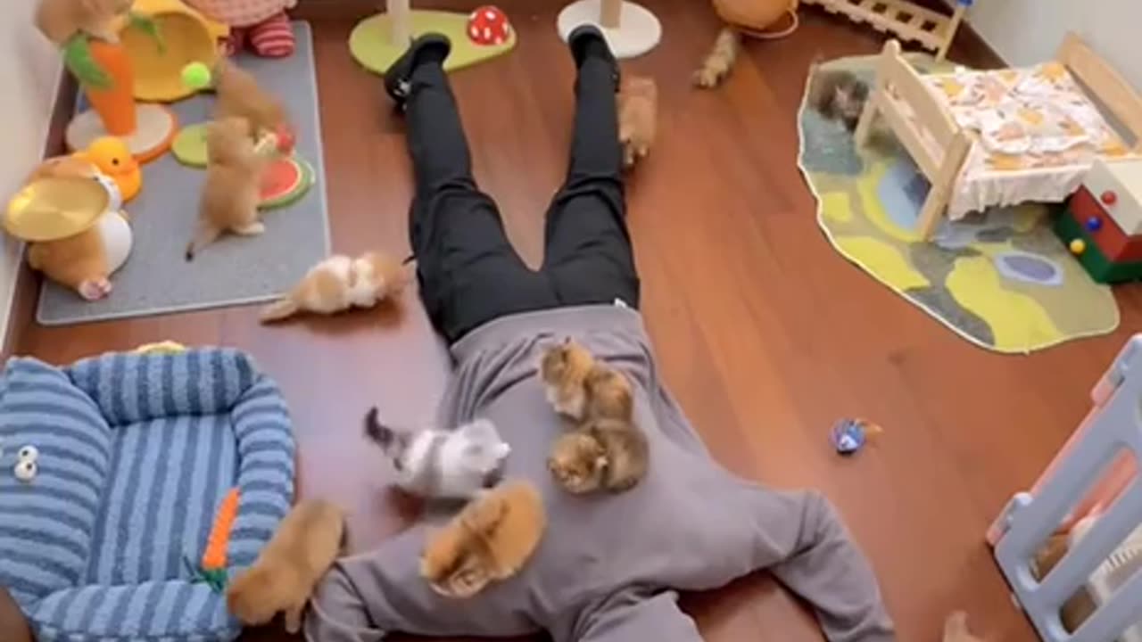 Over dosed on kittens