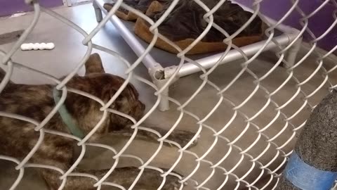 Jordan 1 Yr Old Pet ID 906273 Kennel 8 for HSSAZVID_20211004_150828