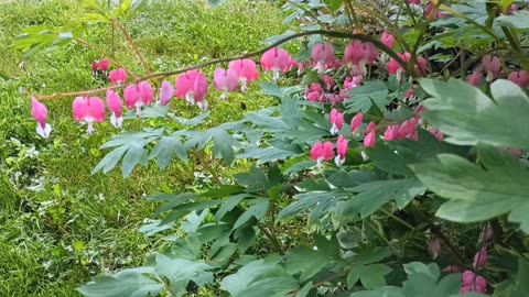 Asian bleeding-heart