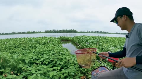 Tilapia Treasure A Sustainable Food