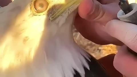 A couple rescued a bald eagle stick on busy road 🦅 ♥️