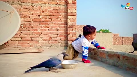 Most Beautiful Crow Video With Small Baby | Baby is Playing With Crow And Feed The Crows