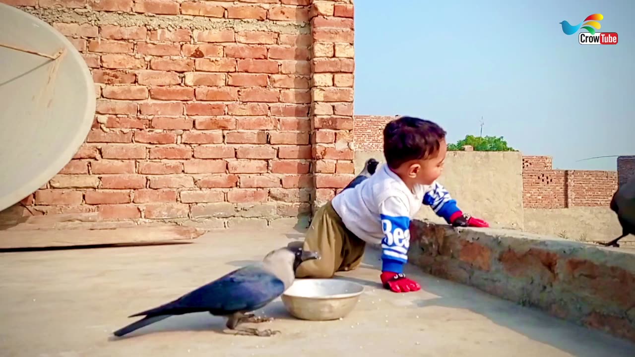 Most Beautiful Crow Video With Small Baby | Baby is Playing With Crow And Feed The Crows