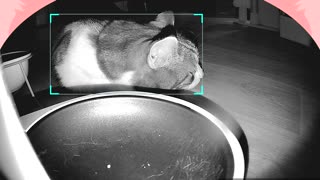 😂🍽️ You Won't Believe This Starving Pet's Hilarious Food Nap! | FunFM