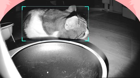 😂🍽️ You Won't Believe This Starving Pet's Hilarious Food Nap! | FunFM