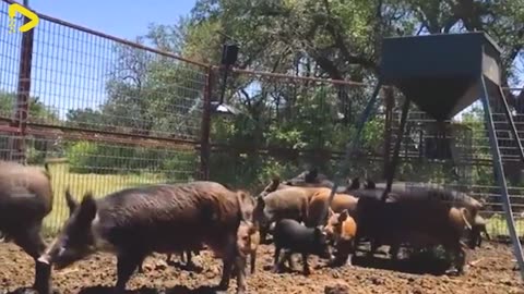 Destructive Power of Wild Boars – Traps and Rifles Used to Protect the Fields - Wild Boar Hunting