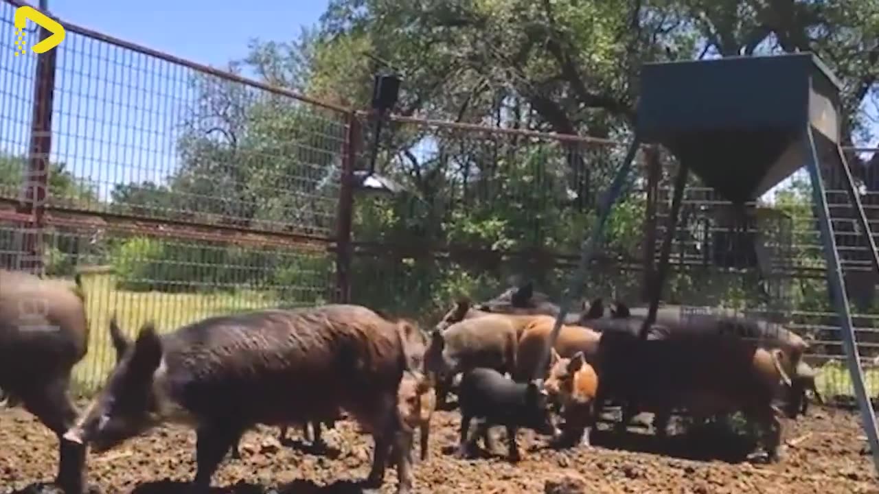 Destructive Power of Wild Boars – Traps and Rifles Used to Protect the Fields - Wild Boar Hunting