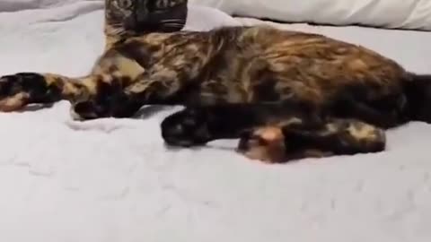Exactly How Your 🐱 Cat Is Giving You Worms 🪱