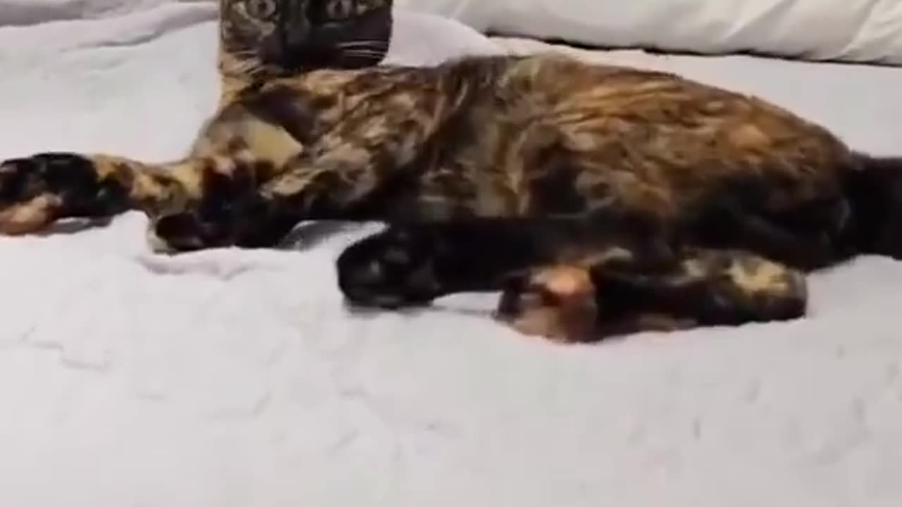 Exactly How Your 🐱 Cat Is Giving You Worms 🪱
