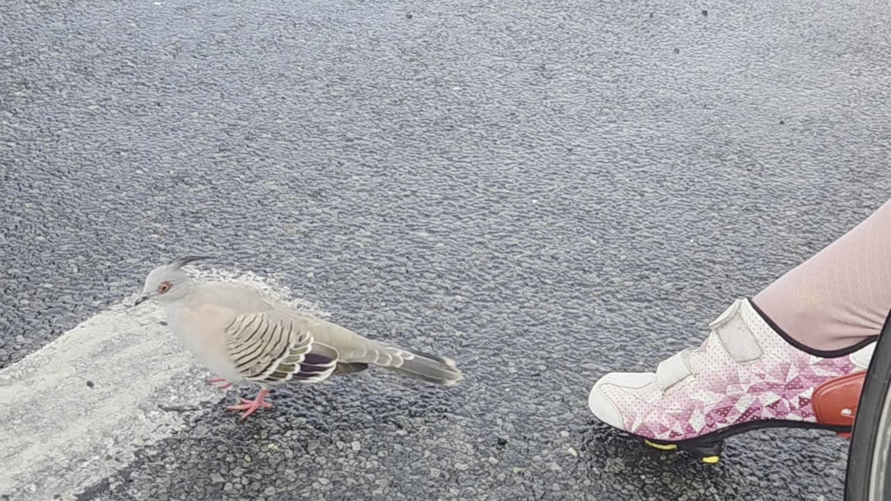Lovestruck Pigeon Courts Cyclist's Shoe