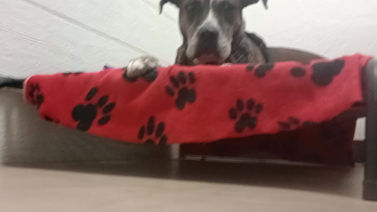 Astrid 8y A841285 he's being fostered now but we're playin with his purple pig@TRN28