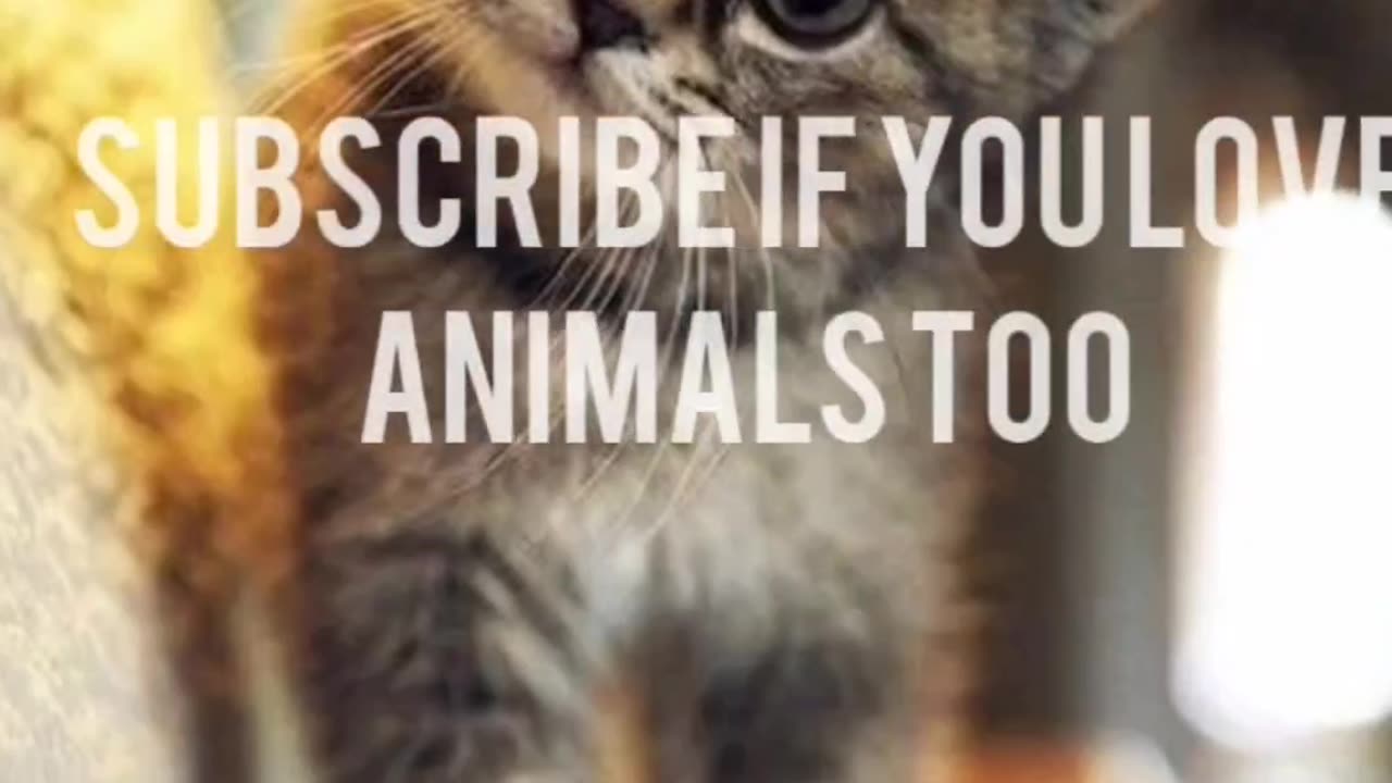 Feline Fun Galore | Adorable Cat Chaos 🐾🌟