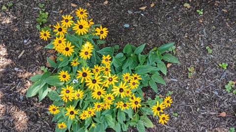 Black-eyed Susans